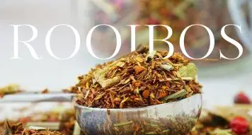 Herbata rooibos – wszystko, co musisz o niej wiedzieć