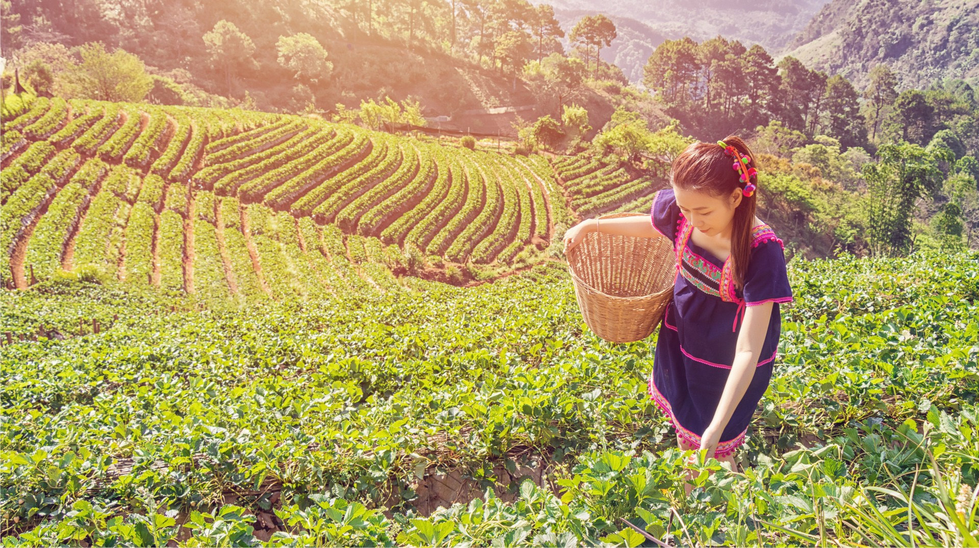 Kobieta w tradycyjnym stroju z wiklinowym koszem zbierająca liście na tarasowej plantacji w słoneczny dzień, w tle rzędy upraw i drzewa na wzgórzach.