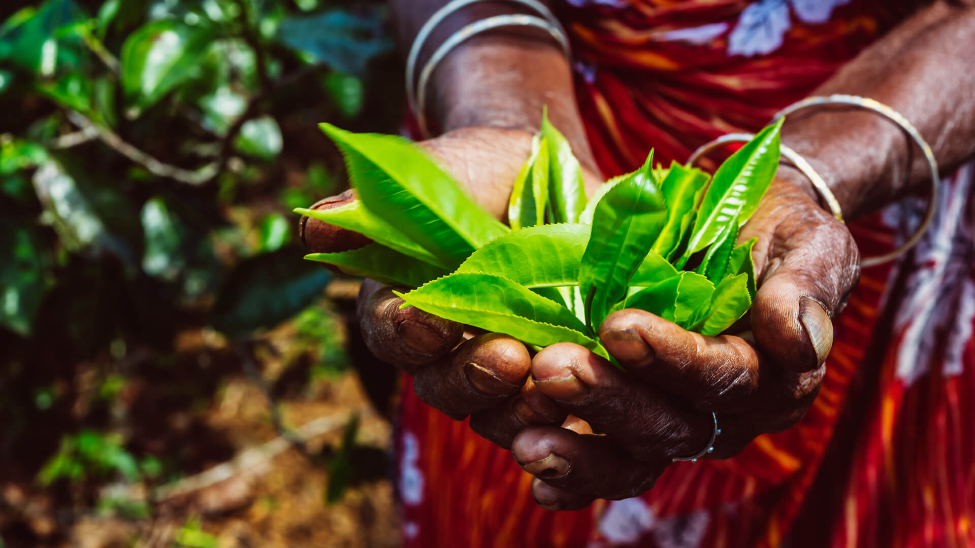 Zbliżenie dłoni osoby zbierającej świeże zielone liście herbaty w plantacji, wyraziste barwy liści i tradycyjne bransolety.