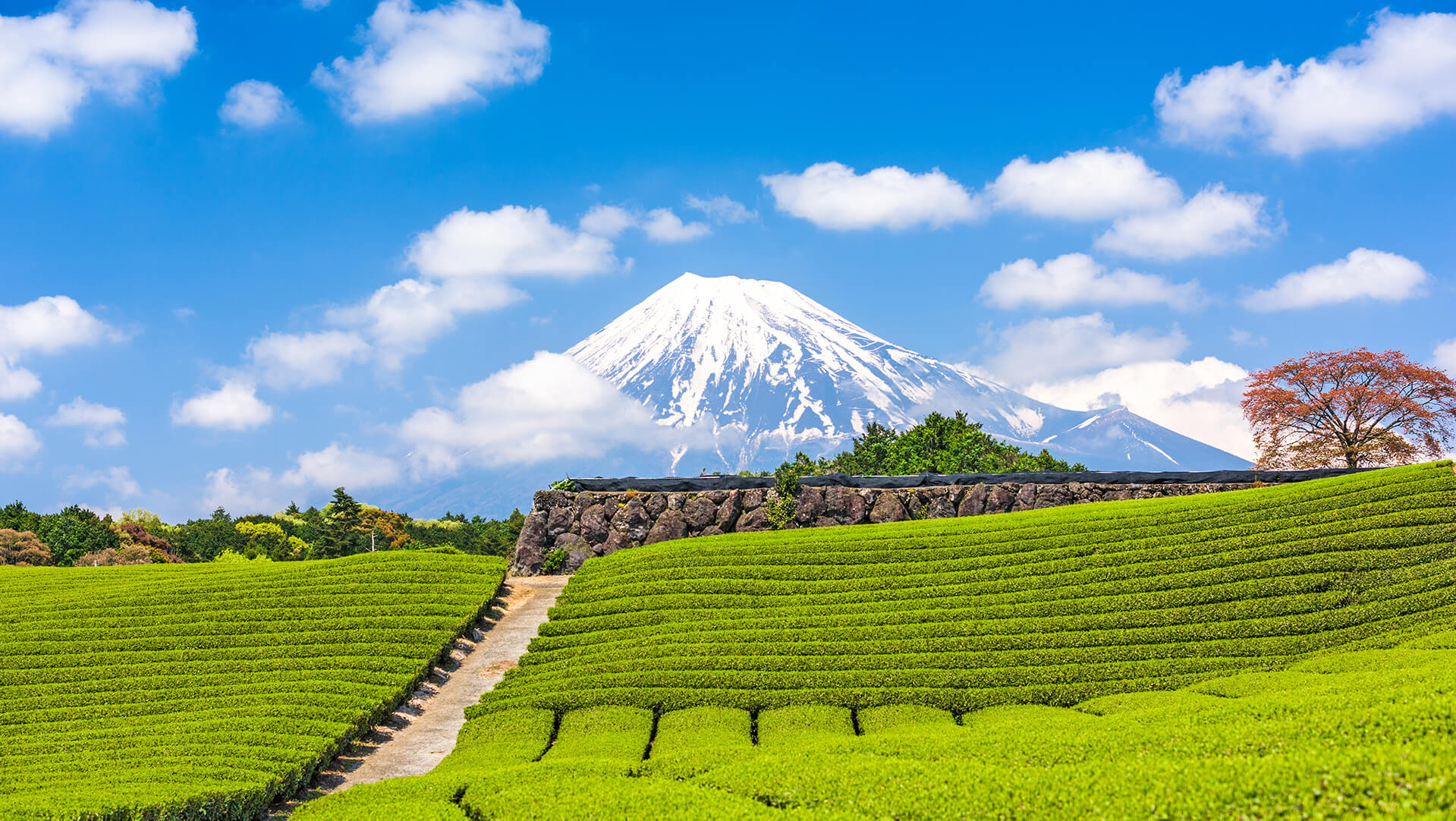 Zielone pola uprawne herbaty u podnóża góry Fuji w Japonii, jasne niebo z chmurami i ośnieżony szczyt w tle.