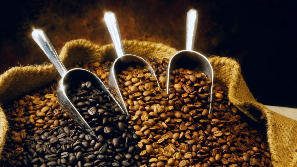 Trzy metalowe łopatki w worku jutowym, zanurzone w ziarna kawy o różnych stopniach wypalenia: od bardzo ciemnych po jasnobrązowe.