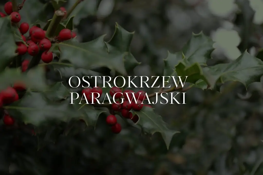 Ostrokrzew paragwajski – wszystko, co musisz o nim wiedzieć