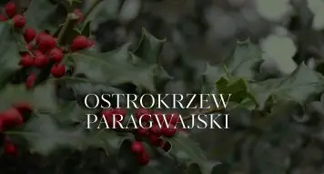 Ostrokrzew paragwajski – wszystko, co musisz o nim wiedzieć